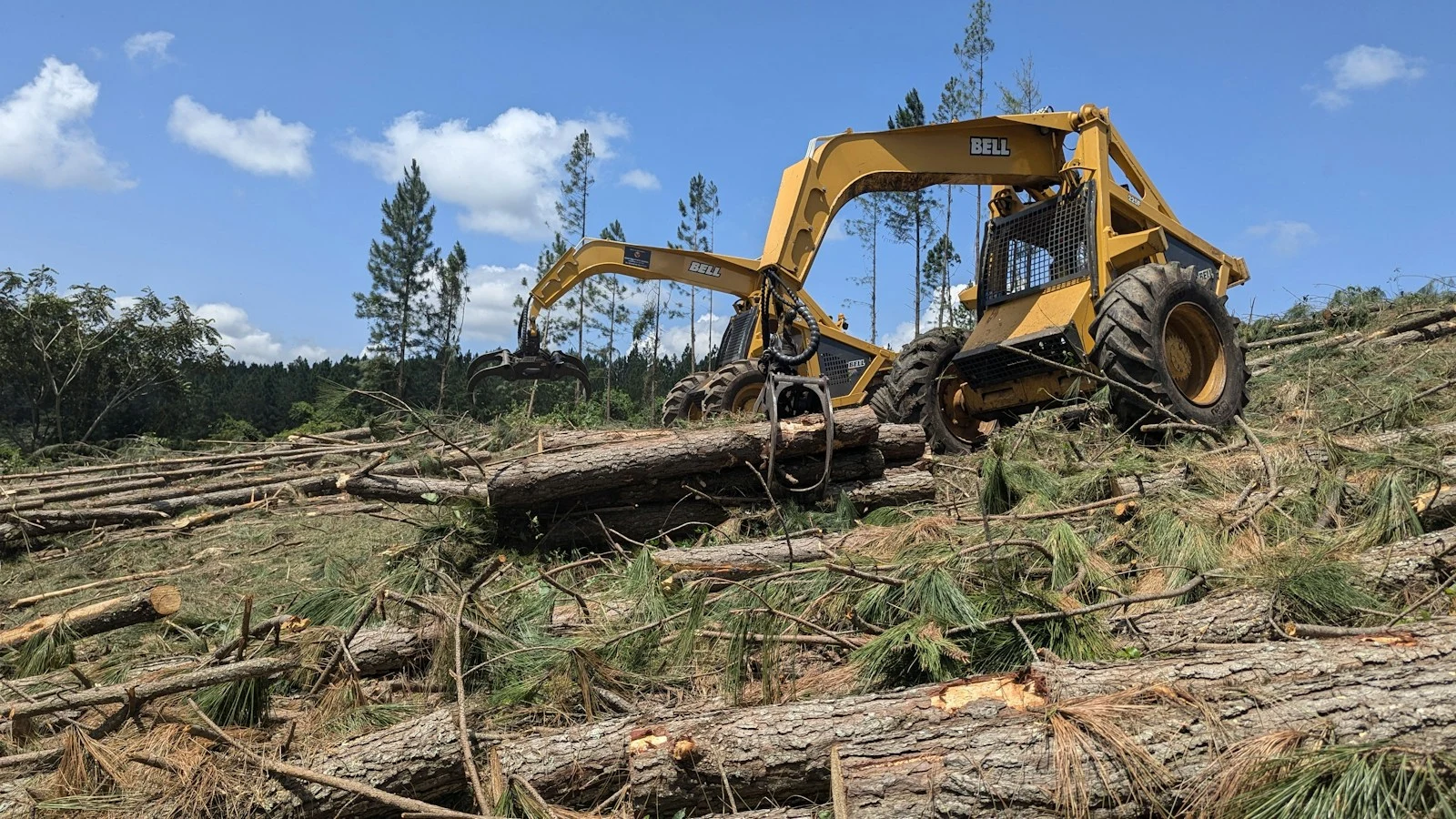 Overgrown lot before brush clearing — dense forest and brush