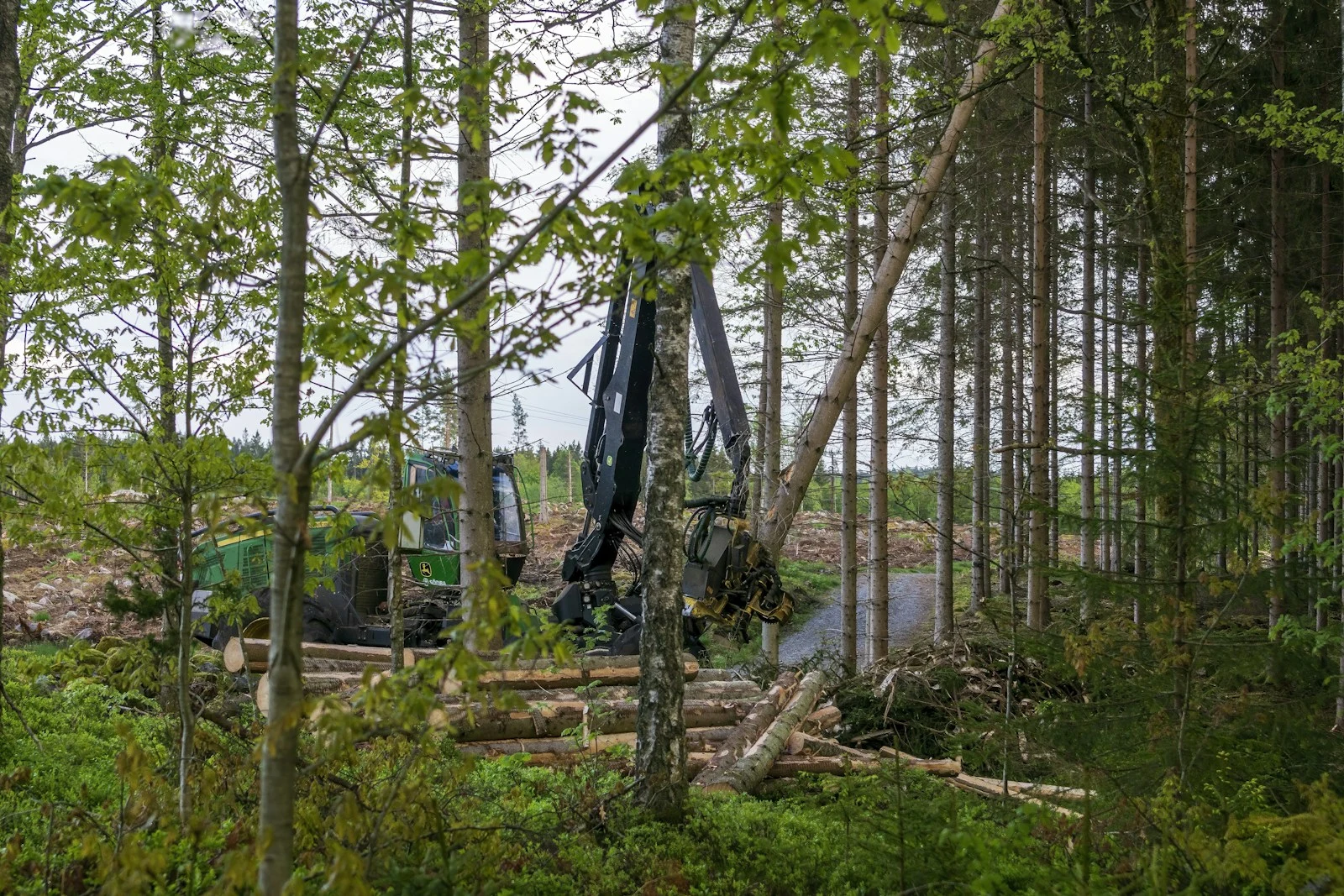 Forestry harvesting machine working in a dense forest