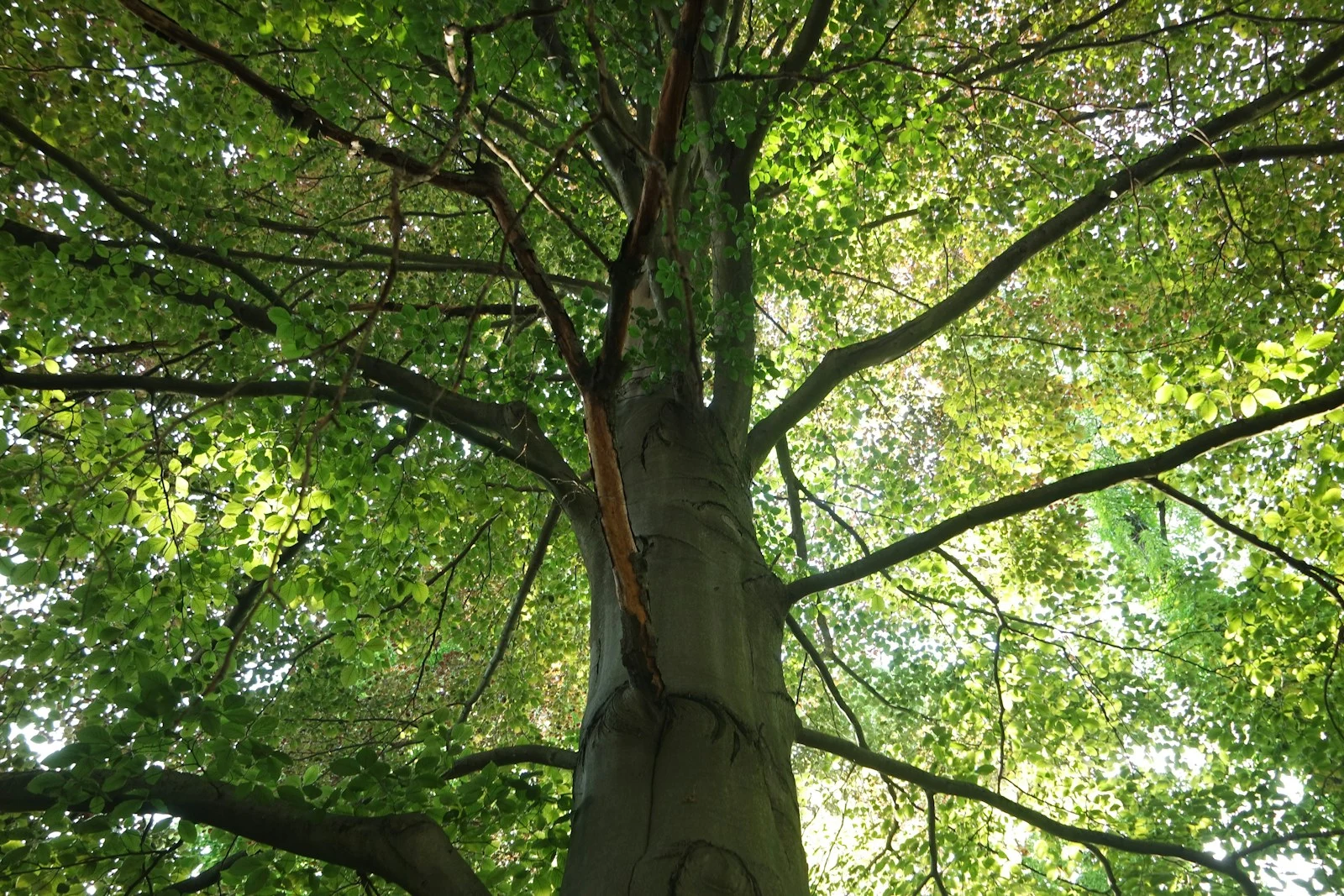 Lush Florida tree canopy representative of Volusia County landscapes