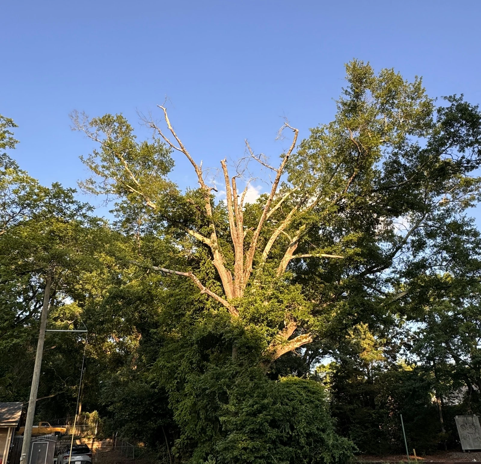 Sunlight illuminates a large tree with green and bare branches