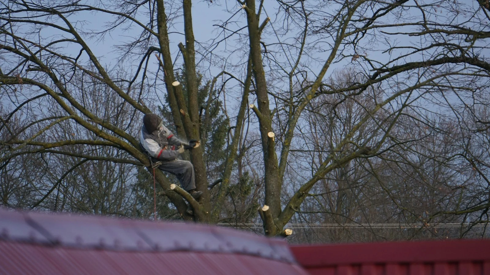 Arborist pruning large tree canopy to improve structure and long-term health