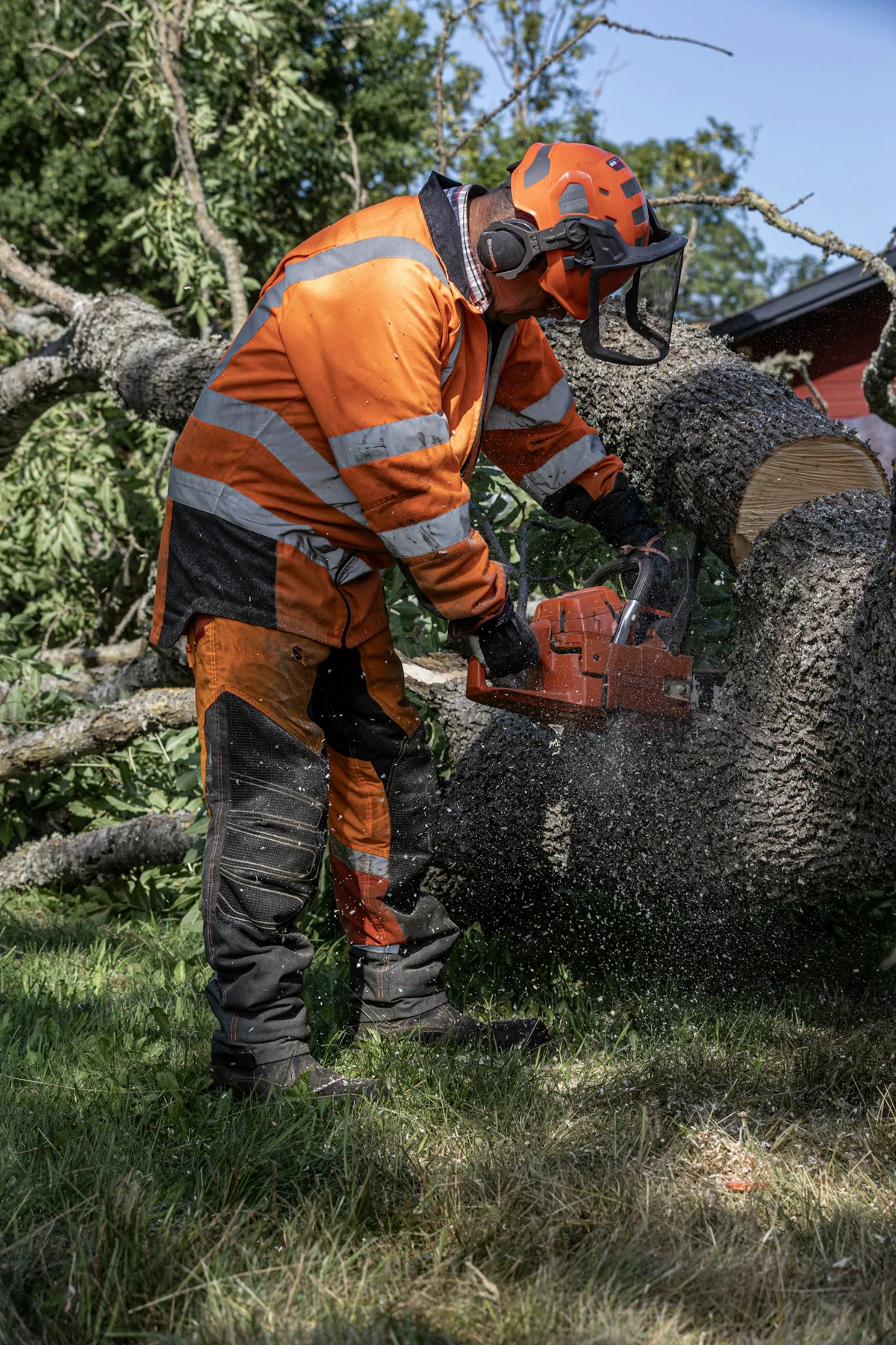 Professional tree removal service with equipment
