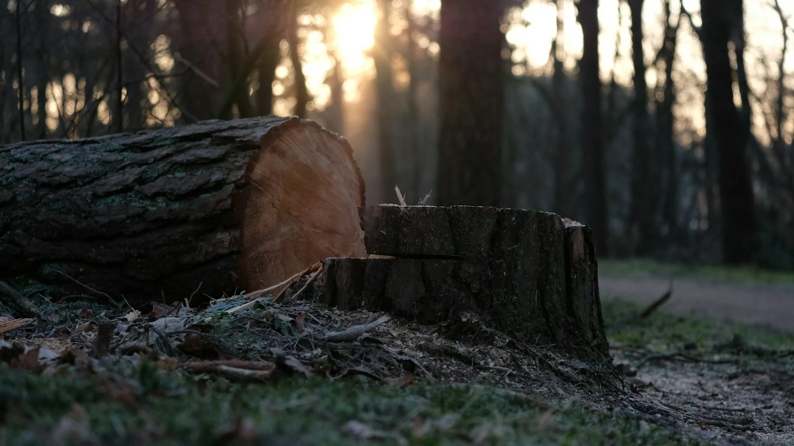 Freshly cut tree stump after removal