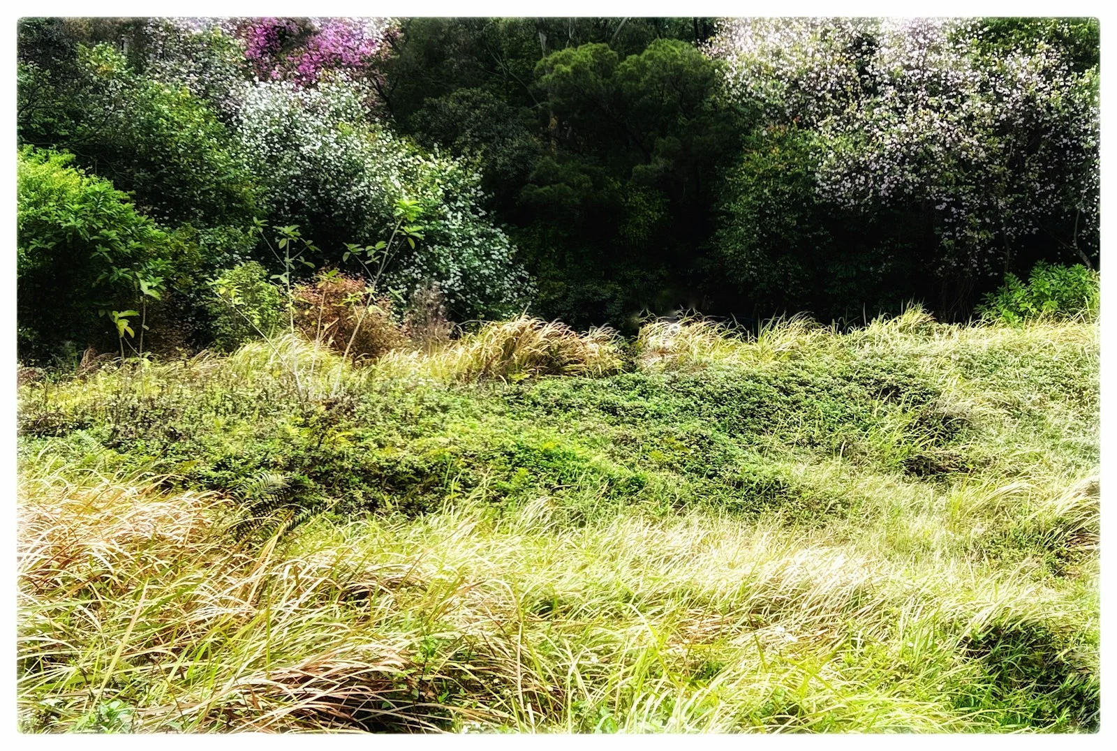Vacant lot and rural parcel clearing project