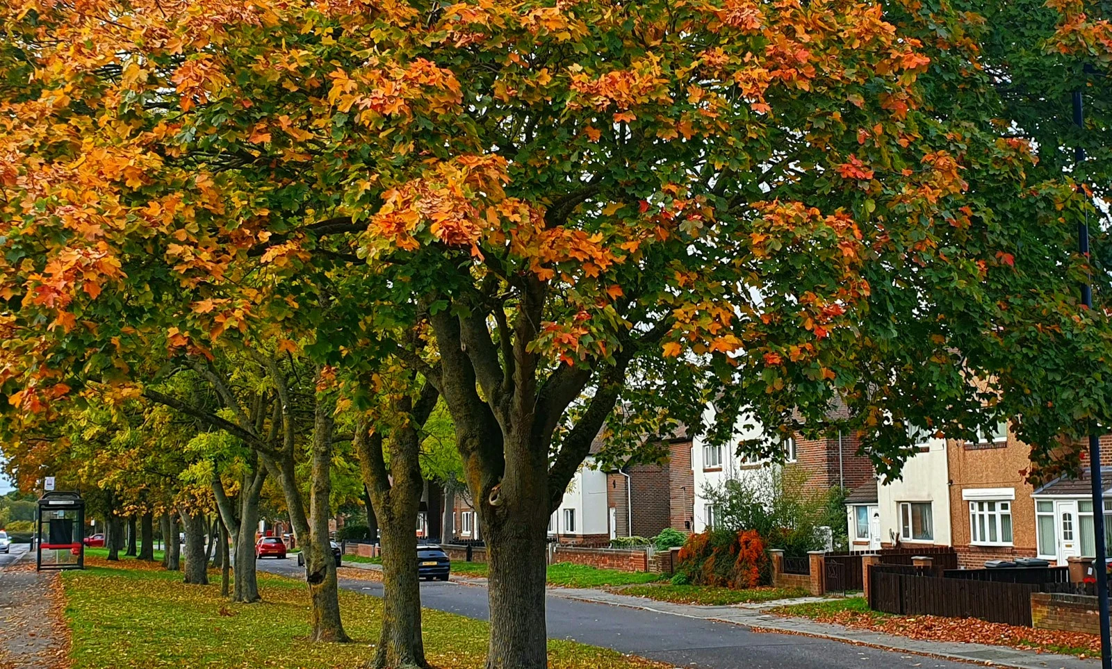 Autumn trees line a suburban street in Orange City, Florida