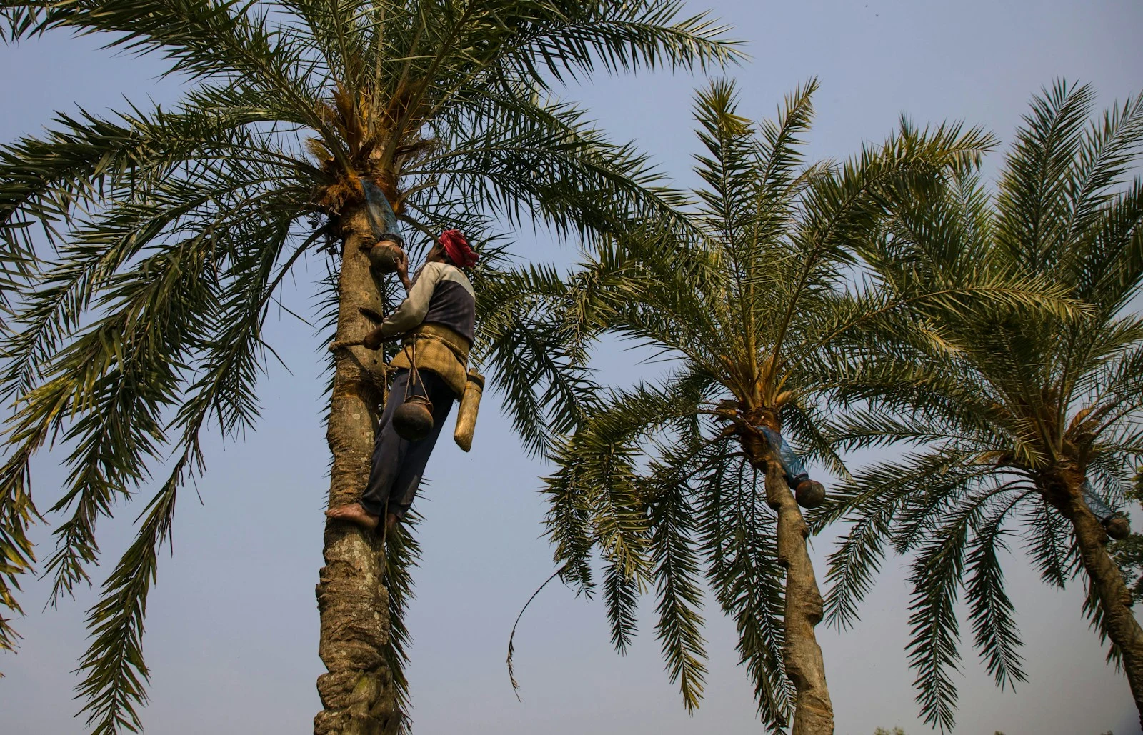 Professional palm tree climber performing trimming service