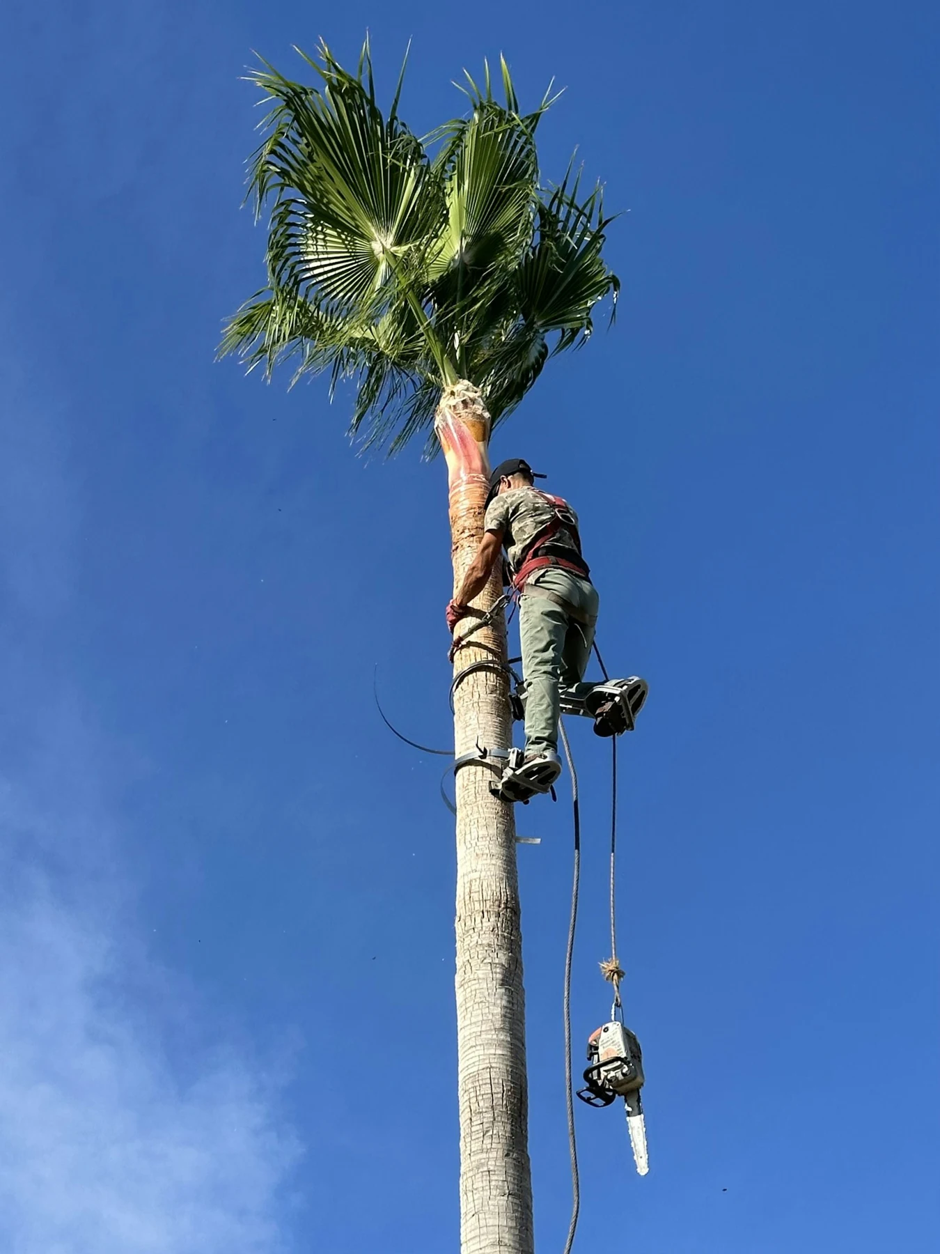 Overgrown Washington palms with hanging dead fronds over parking lot in Daytona Beach