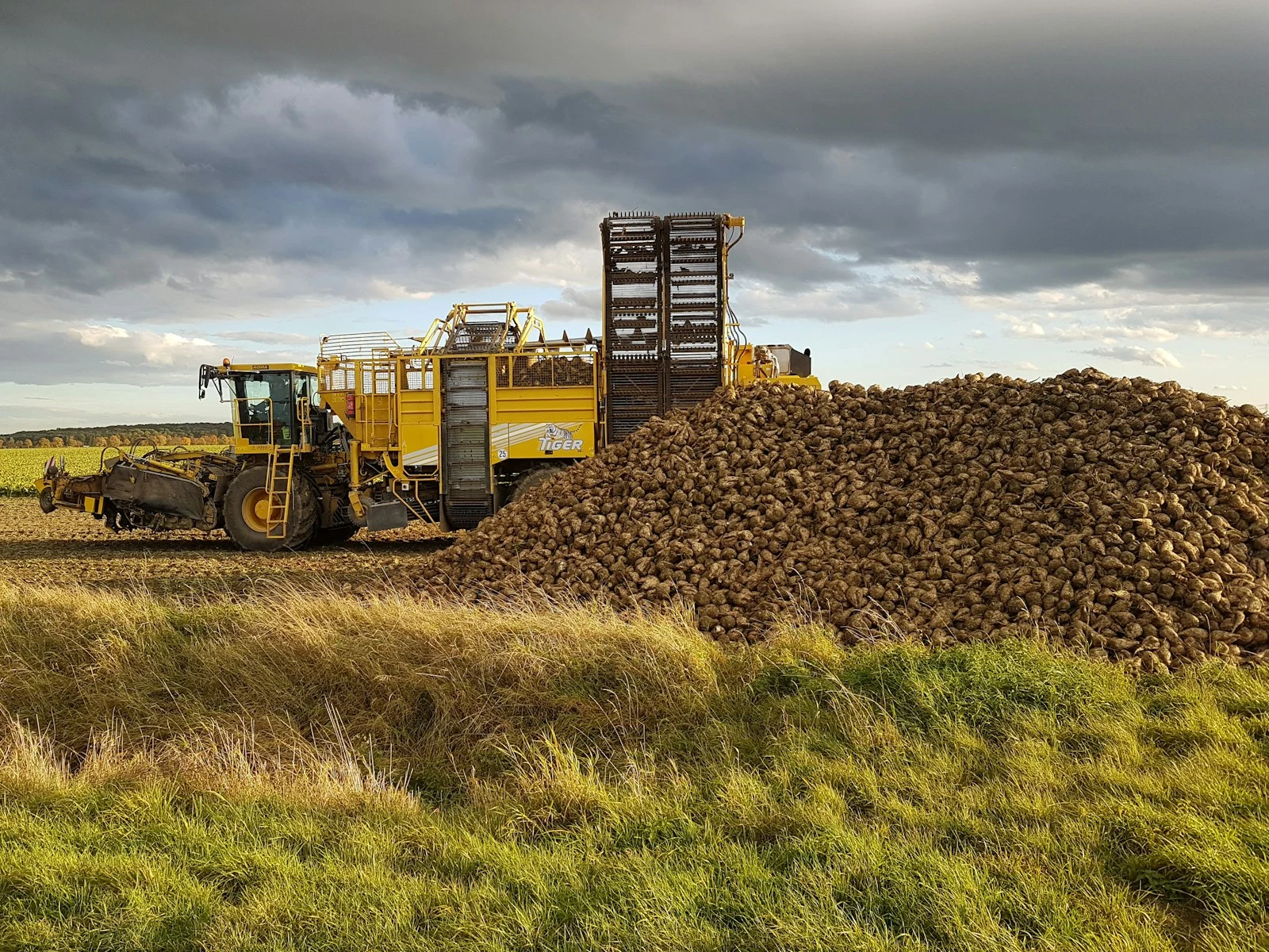 Mulch pile left after forestry mulching on cleared land