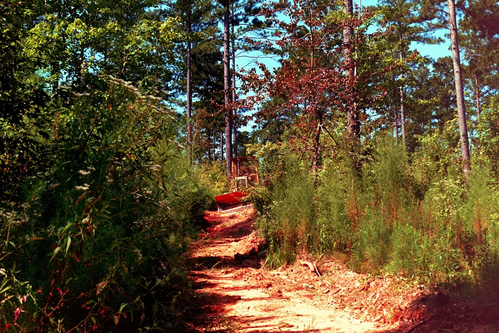 A winding dirt path through a lush green forest after clearing