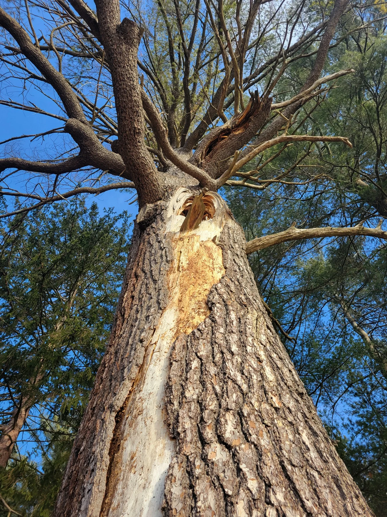 Diseased live oak with bark canker and discolored crown before arborist treatment