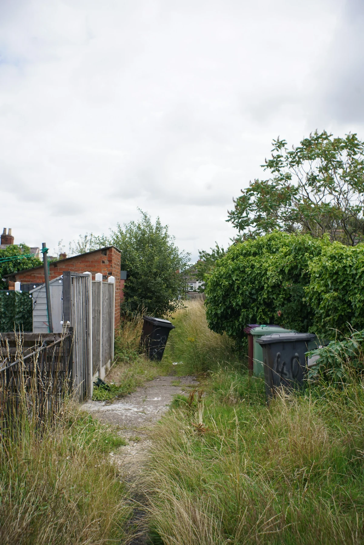 Overgrown backyard before brush clearing