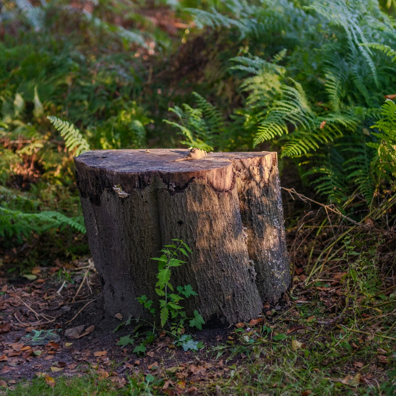 Single tree stump in middle of grass area before service
