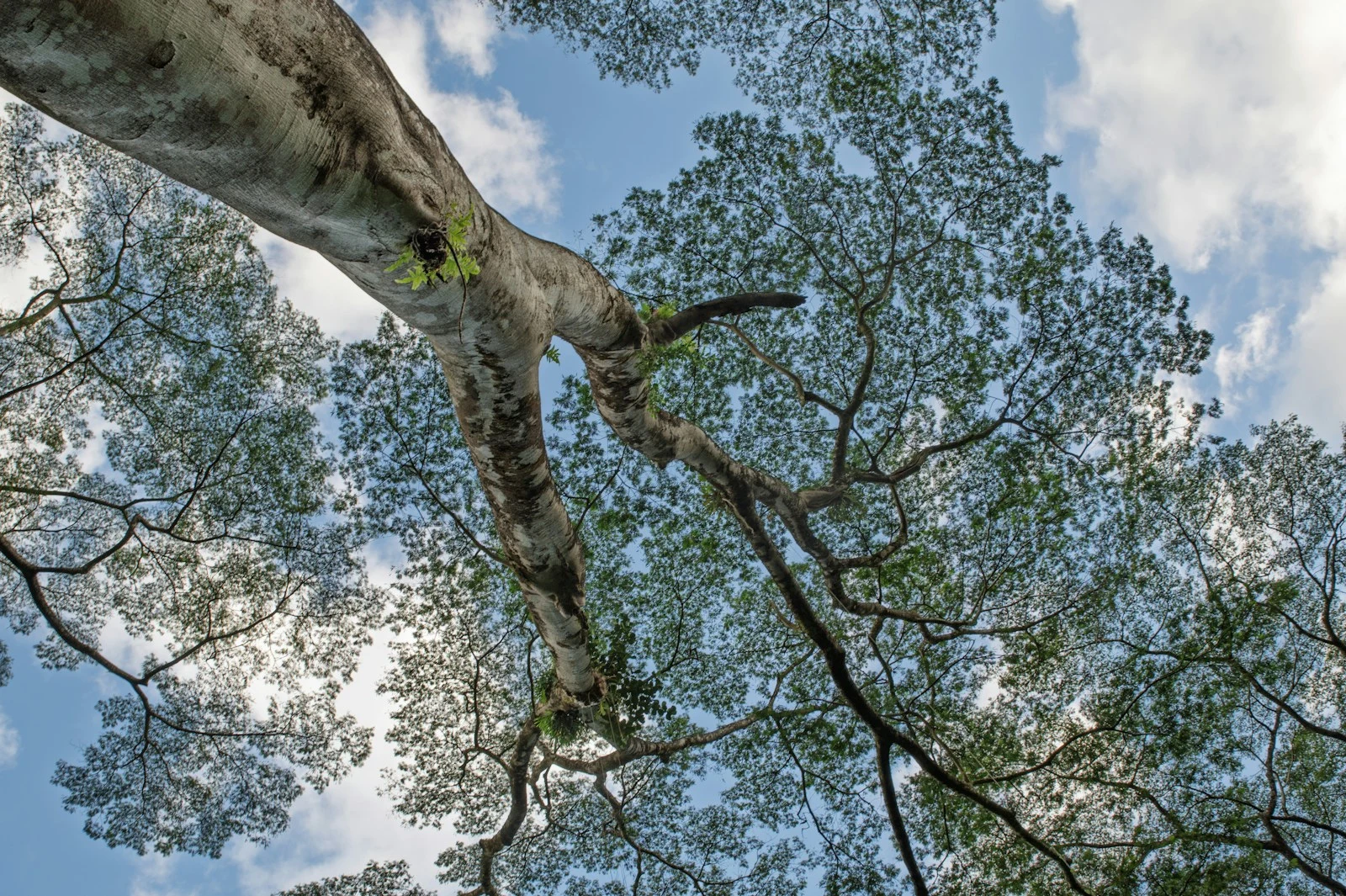 Looking up through a large tree canopy towards the sky after canopy lifting