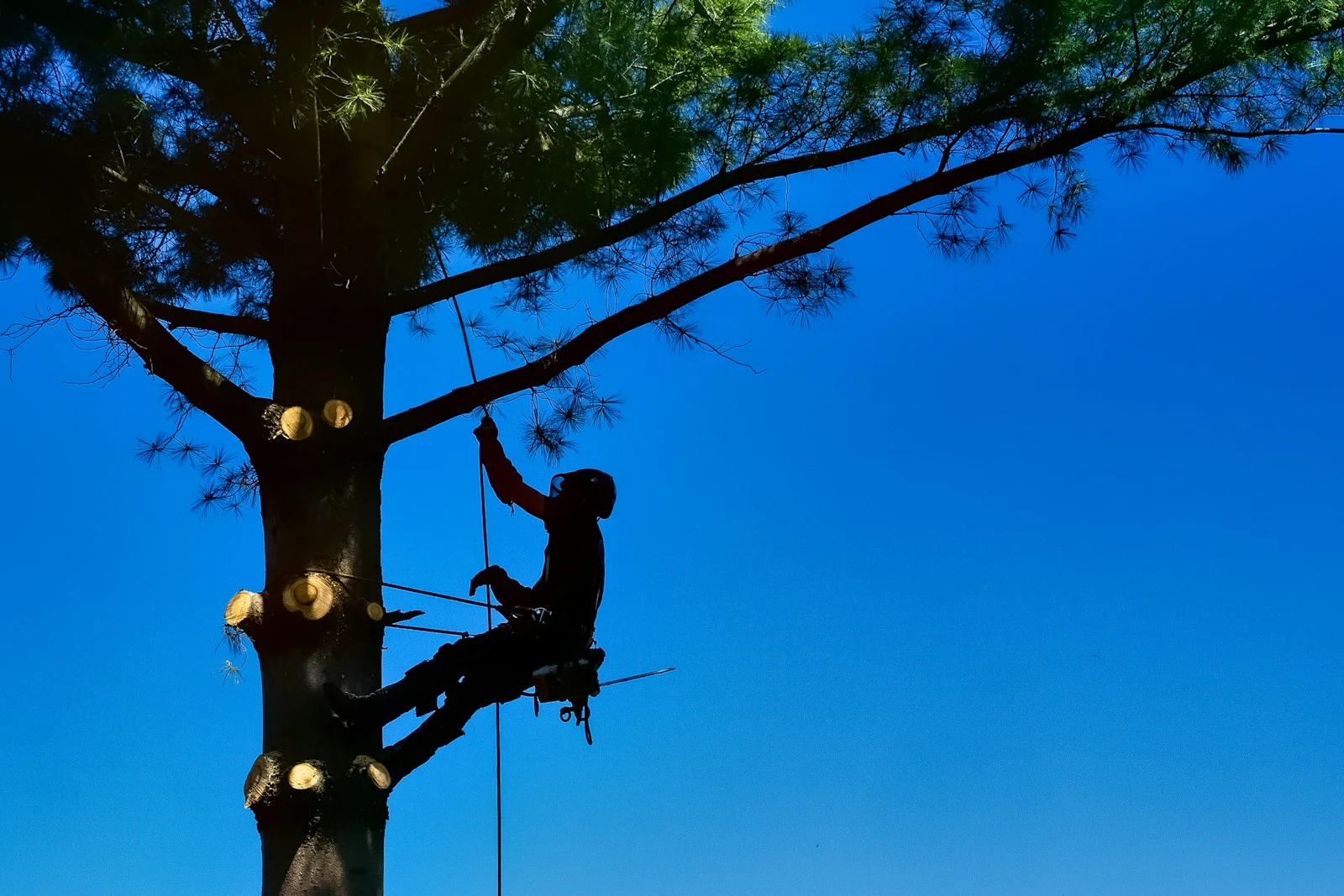 Two co-dominant laurel oaks with cavity damage in Deltona FL