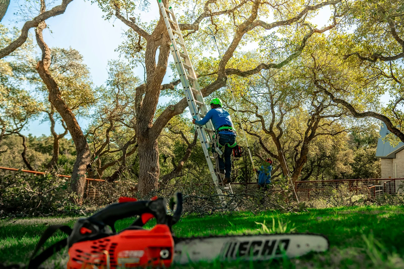 Arborist climbing a ladder to trim tree branches