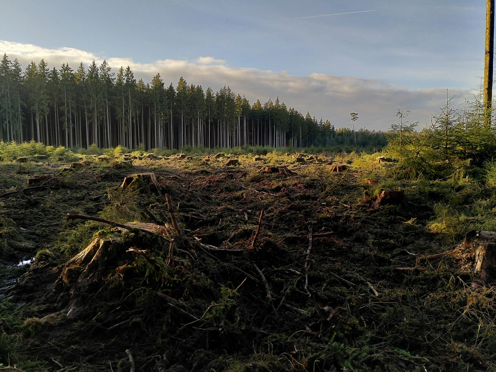 Dense overgrown forest before forestry mulching — thick brush and invasive vegetation
