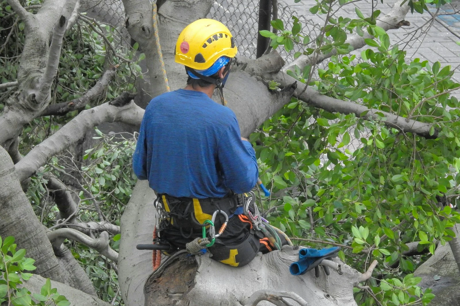 Arborist assessing a hazardous tree before removal