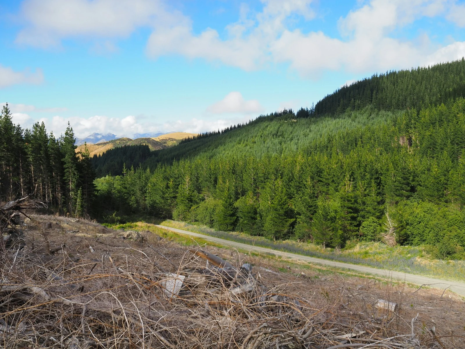 Dirt road through a forested hillside after clearing