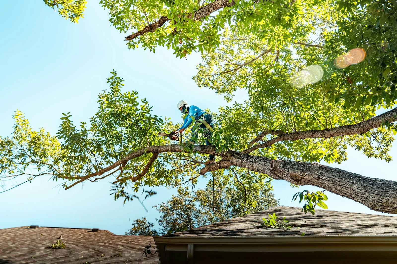 Professional tree arborist cutting branches