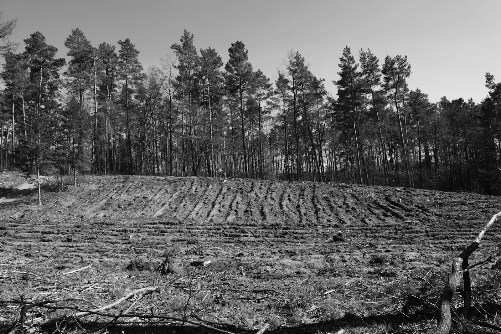 Cleared and mulched agricultural field after forestry mulching service