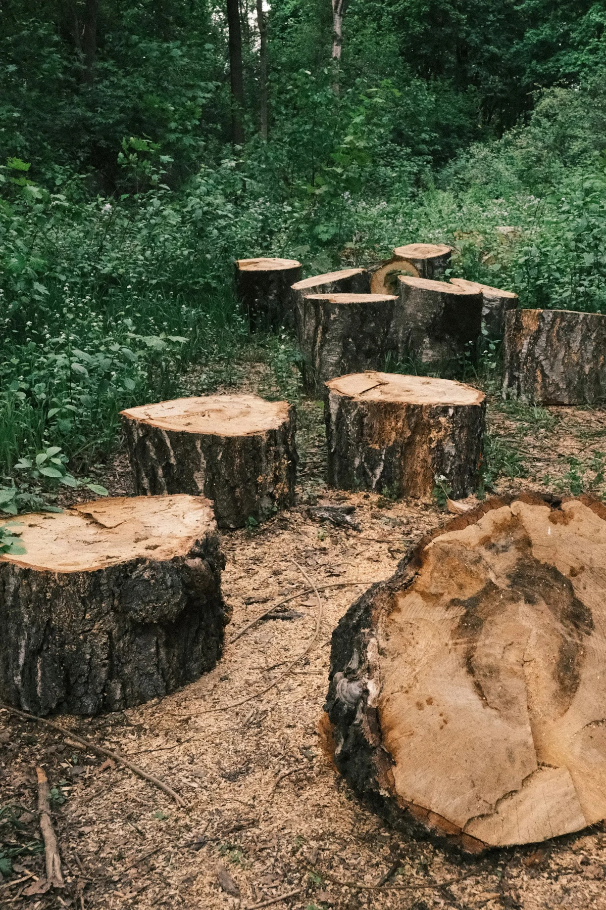 Multiple tree stumps scattered across a property before clearing