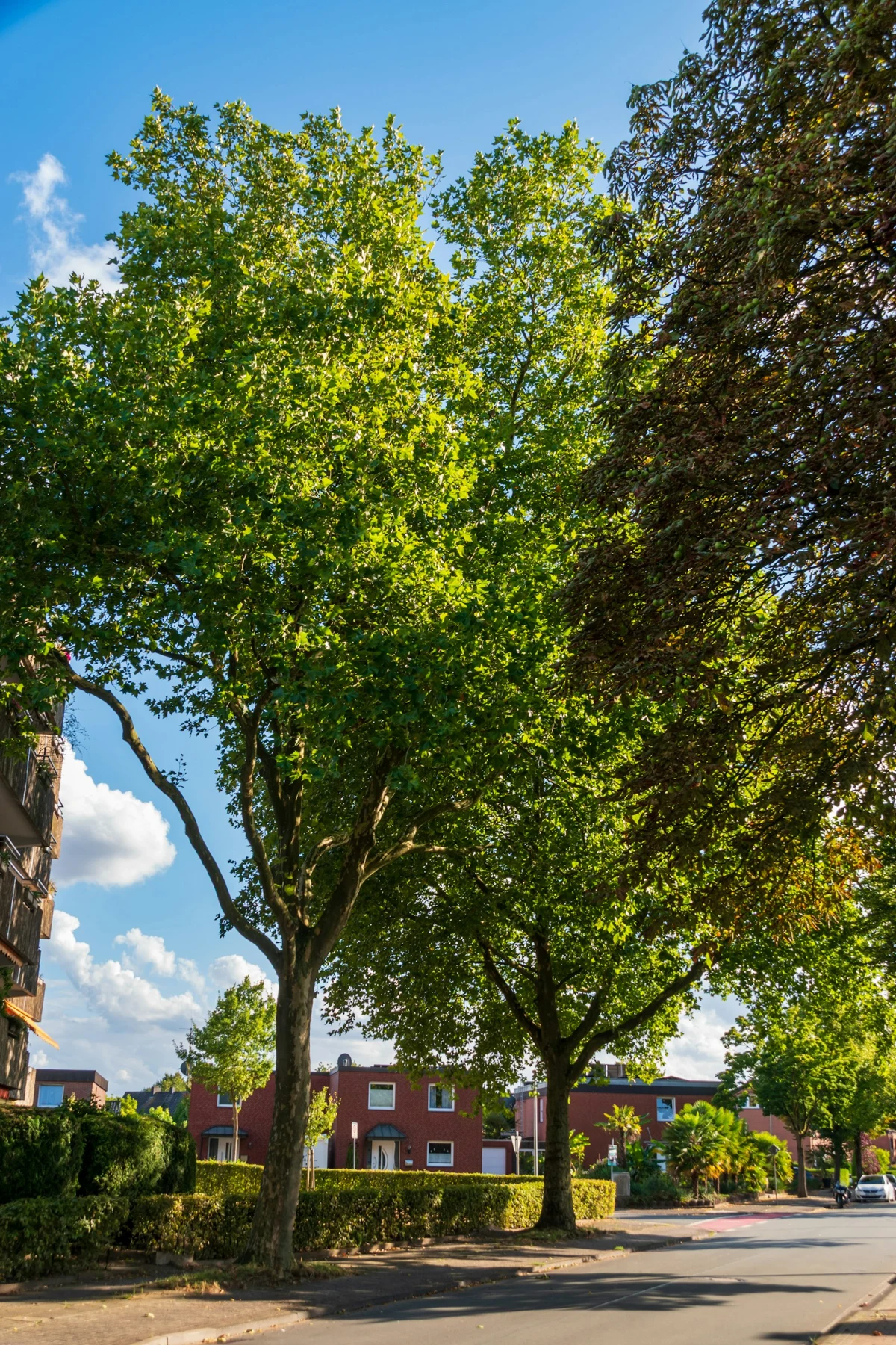 Tree-lined suburban street in DeBary, FL — the neighborhoods Volusia Bobcat & Tree Service serves