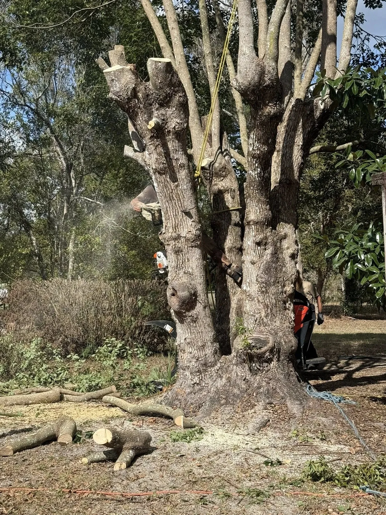 Arborists pruning a large tree with chainsaws, sawdust, and cut branches in Orlando, FL