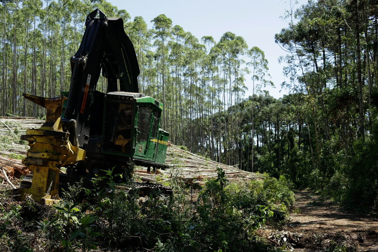 Forestry mulching machine working through dense forest vegetation