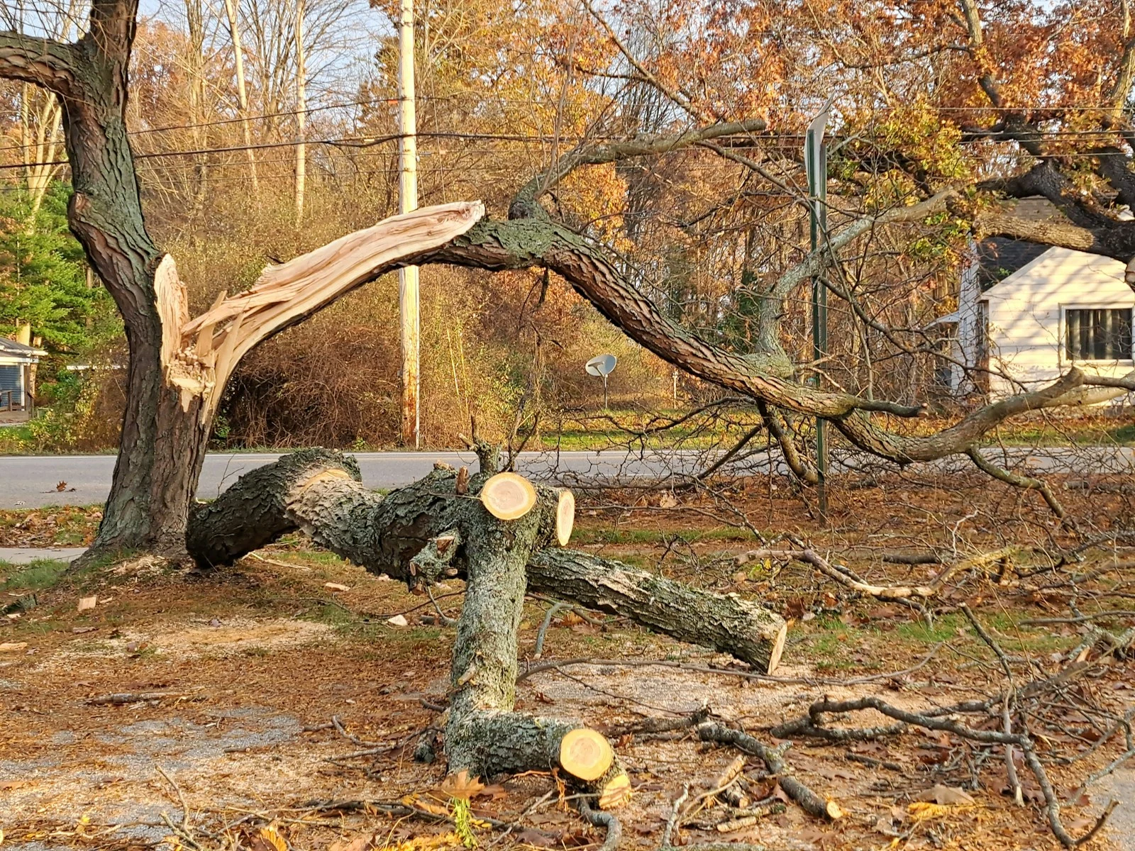 Large oak tree leaning dangerously close to a house in DeLand