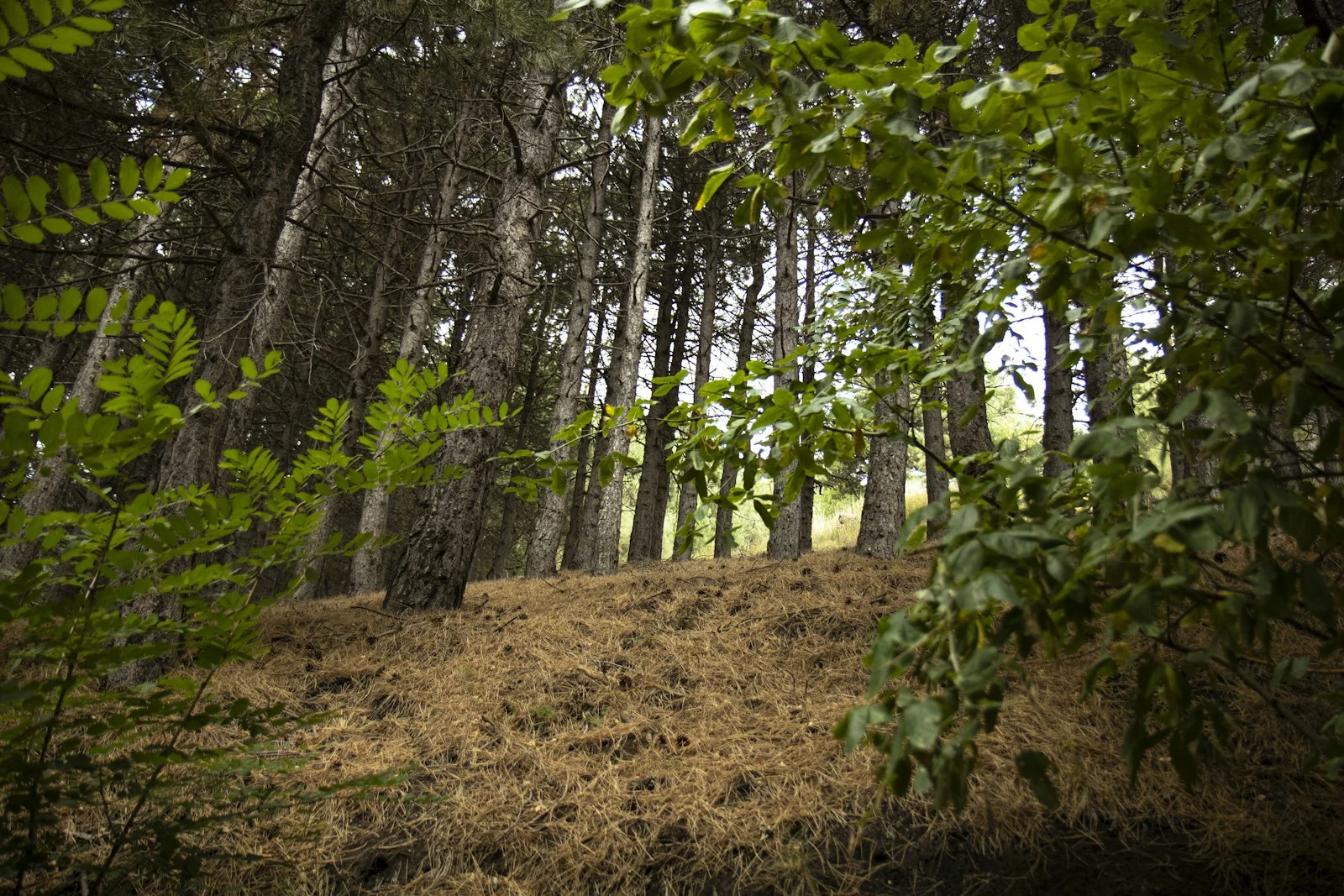Healthy forest with natural ground cover restored after mulching