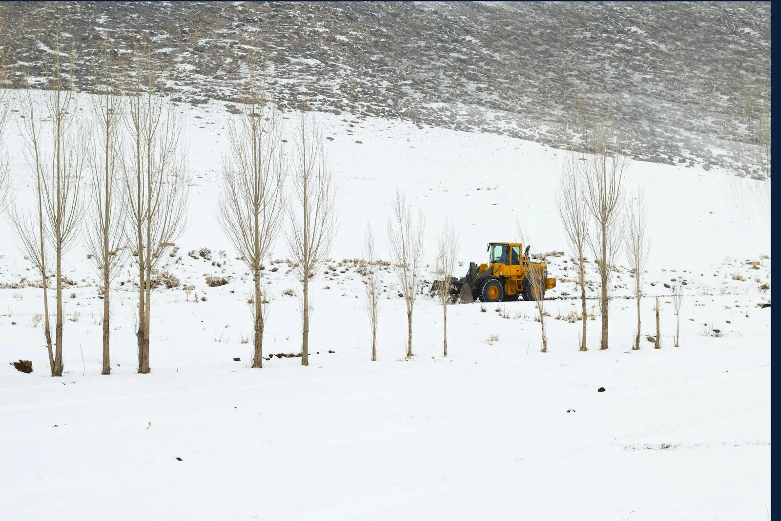 Brush and trees on a farm field before agricultural land clearing