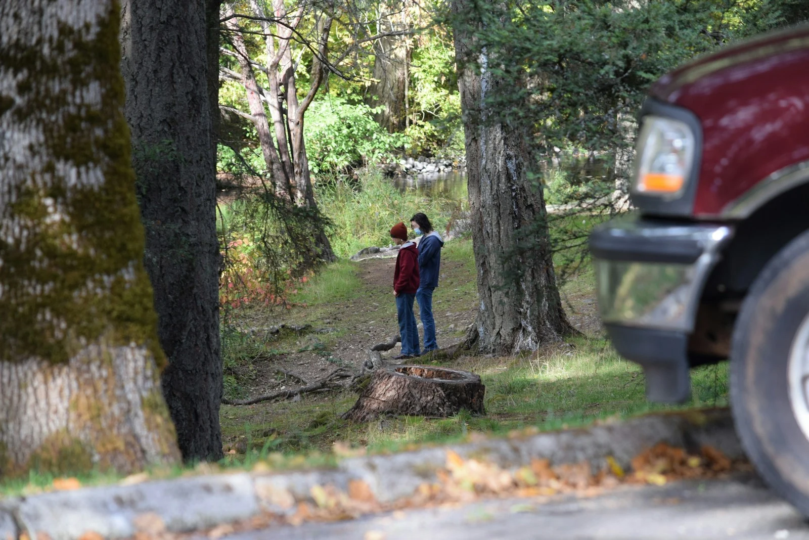 Tree service professionals working in the woods