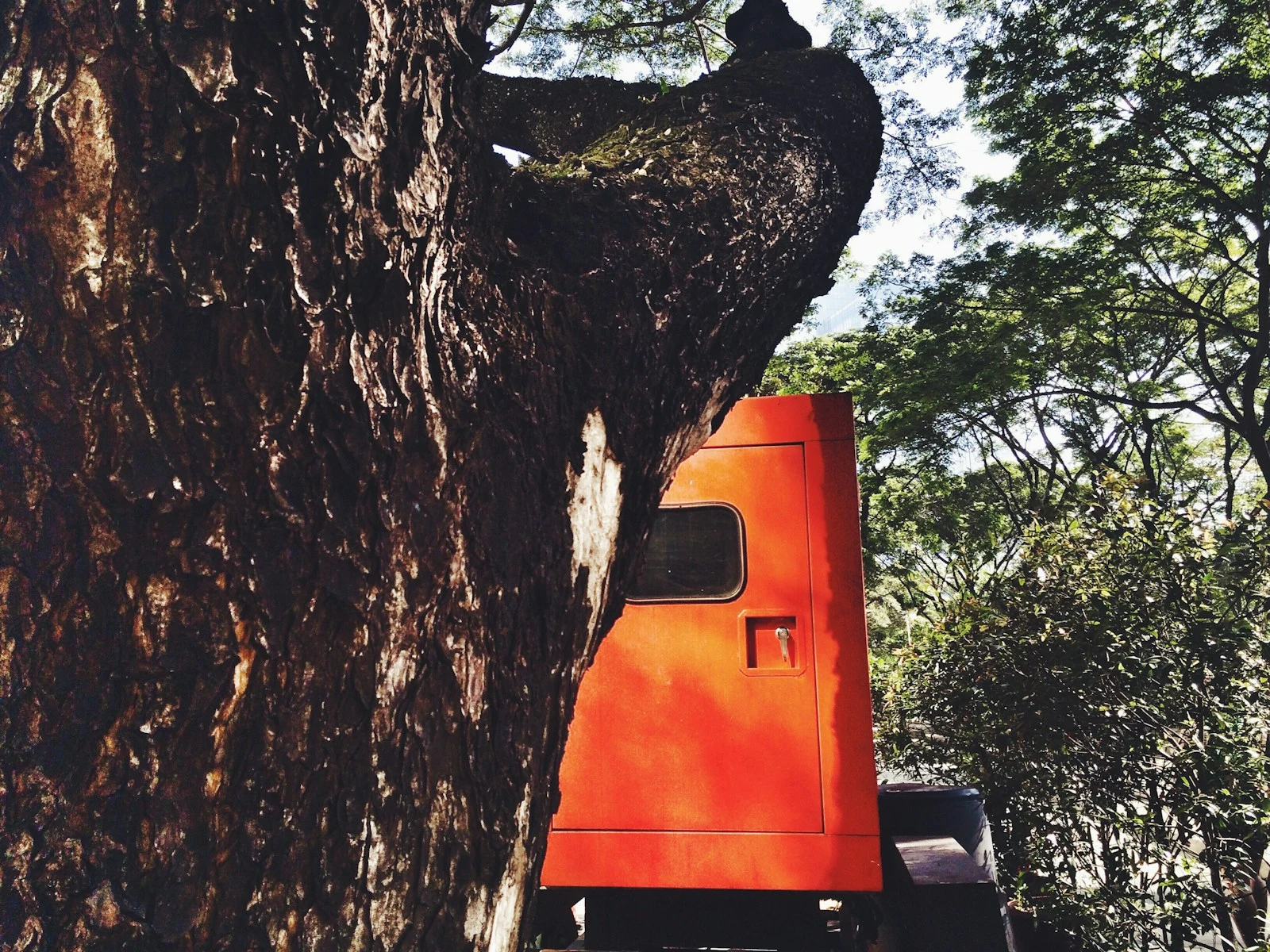 Crane truck and support vehicle parked next to large tree for removal
