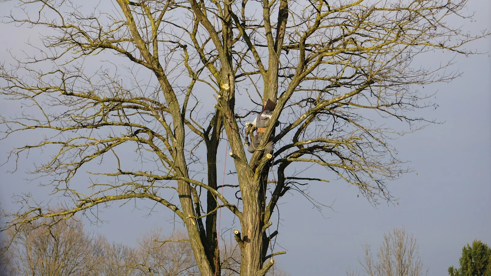Large tree with clean canopy after deadwooding and canopy lifting