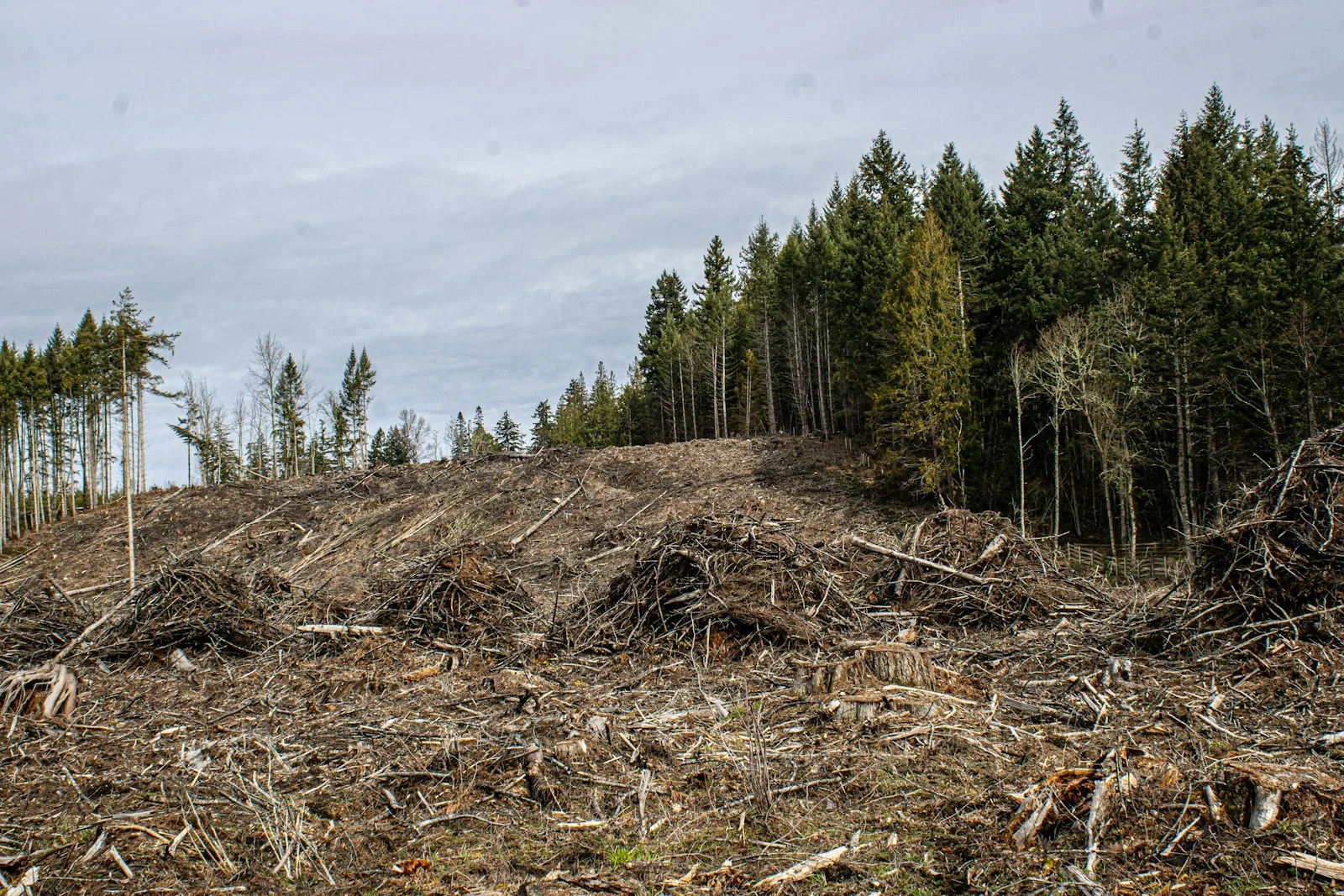 Before and after view of land cleared with forestry mulching showing vegetation removal