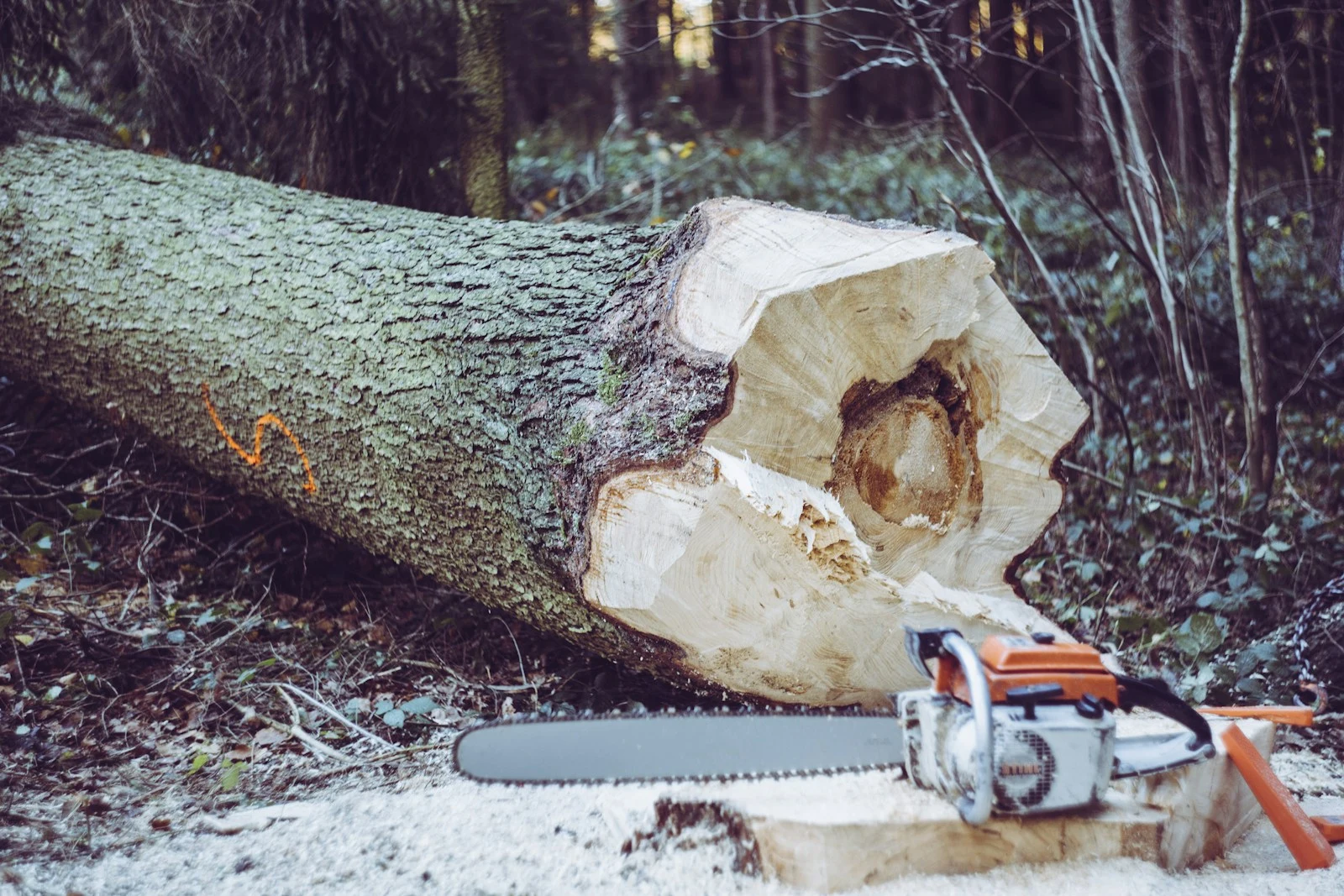 Clean chainsaw cut on a log after tree removal