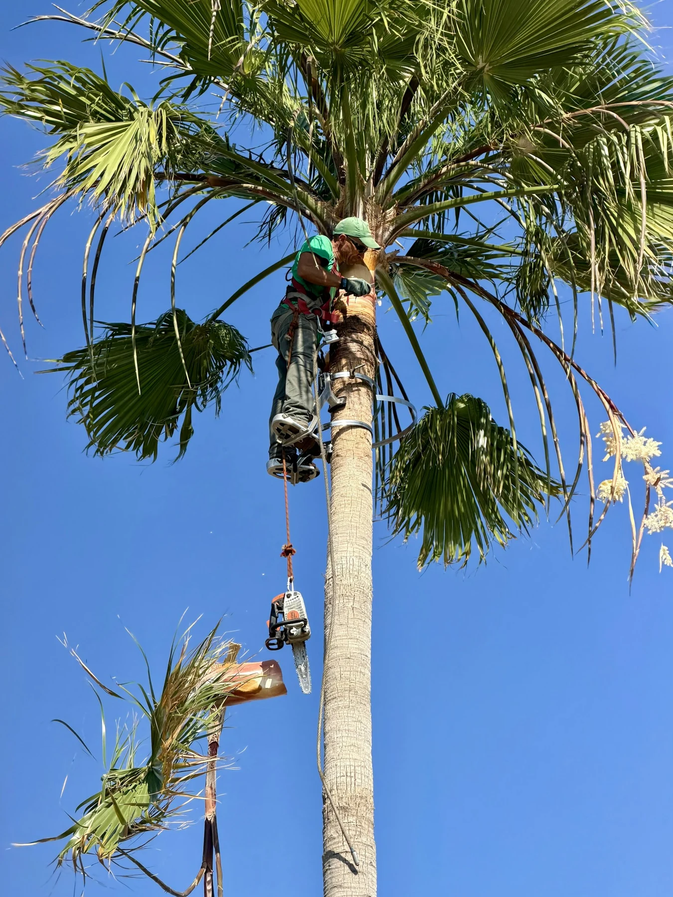 Professional arborist pruning a large palm tree outdoors