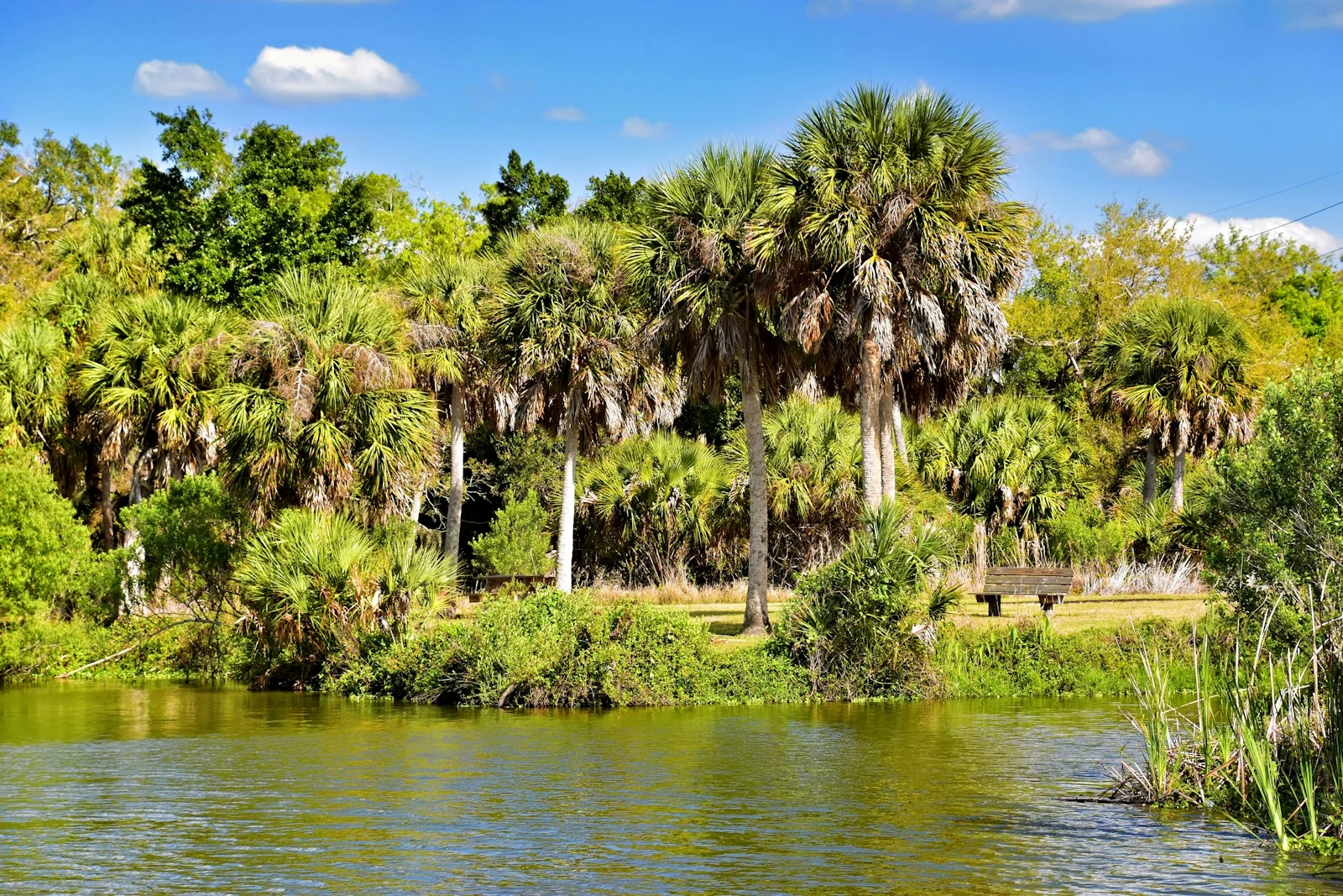Lush tree canopy and waterway in Winter Springs, Florida