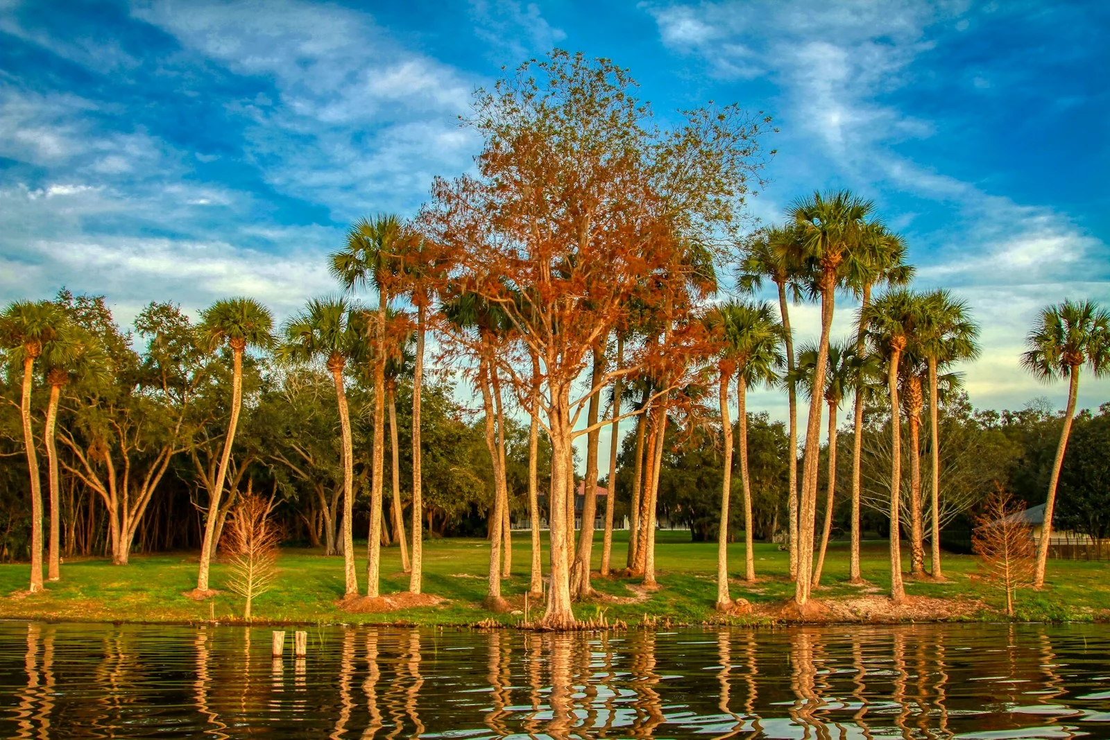 Dense tree canopy along a waterway in Central Florida