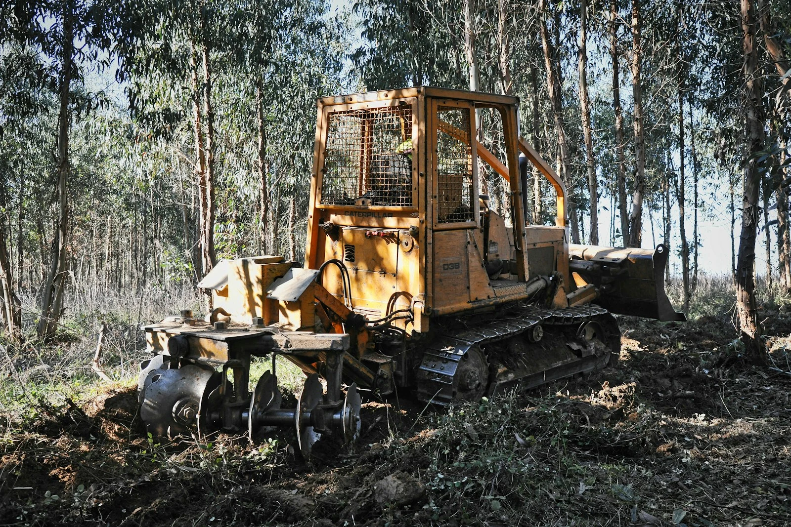 Dense forest and undergrowth before residential land clearing in DeLand FL