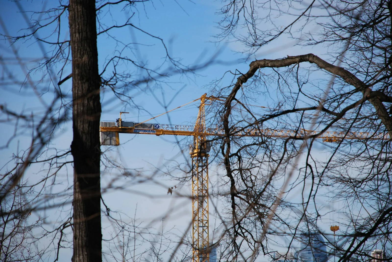 Crane positioned next to tall trees for safe removal