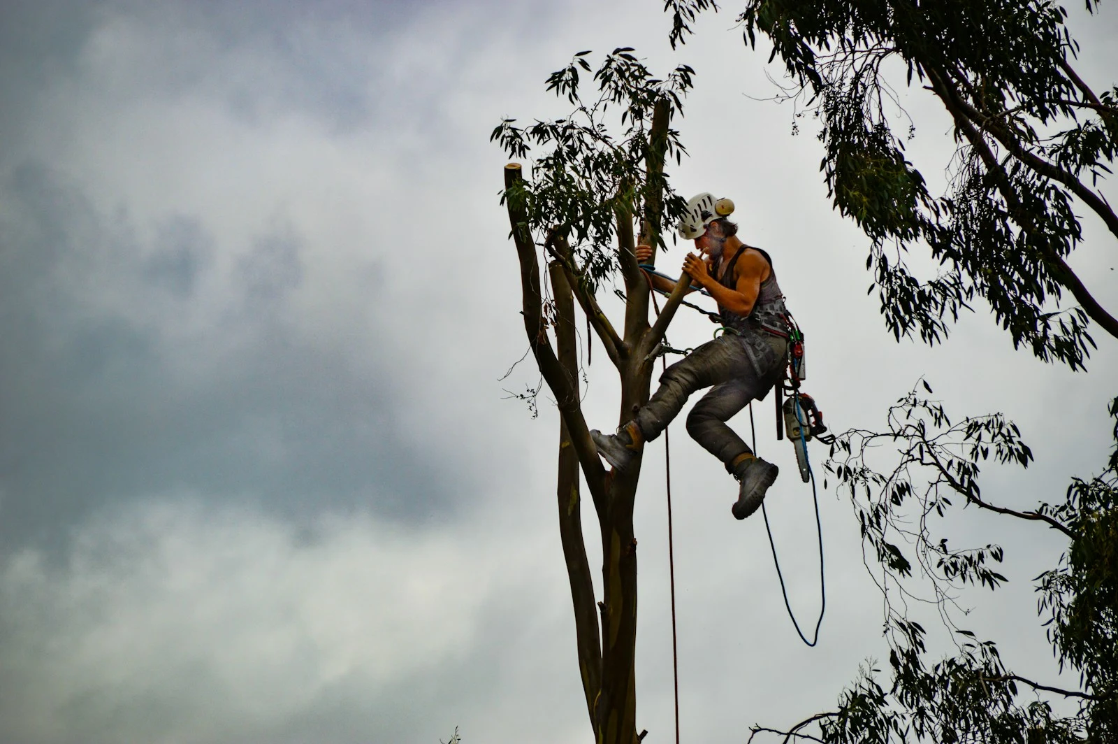 Certified arborist working safely in a tree