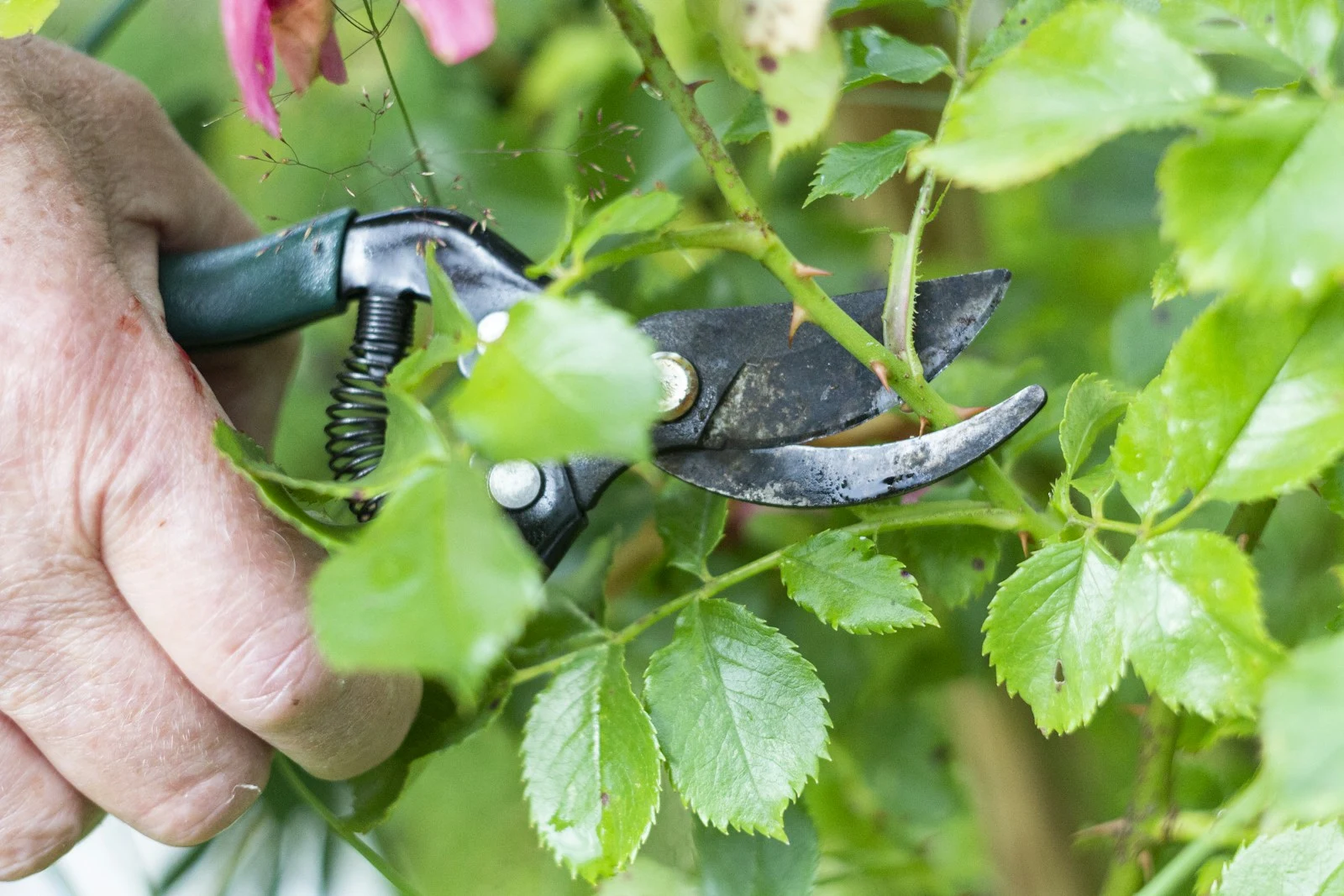 Professional tree trimmer working high in the canopy