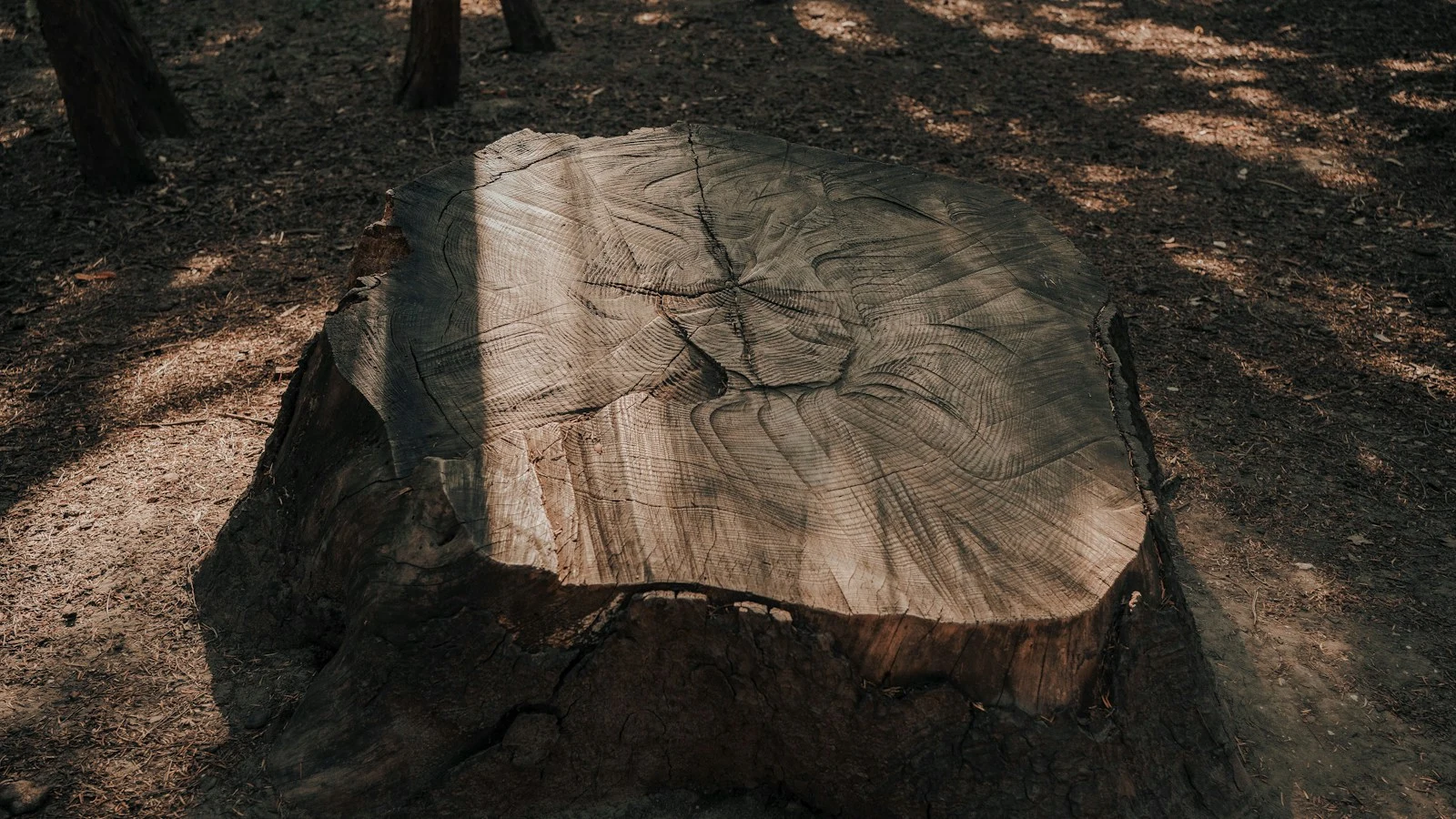 Large overgrown tree stump protruding from yard before grinding