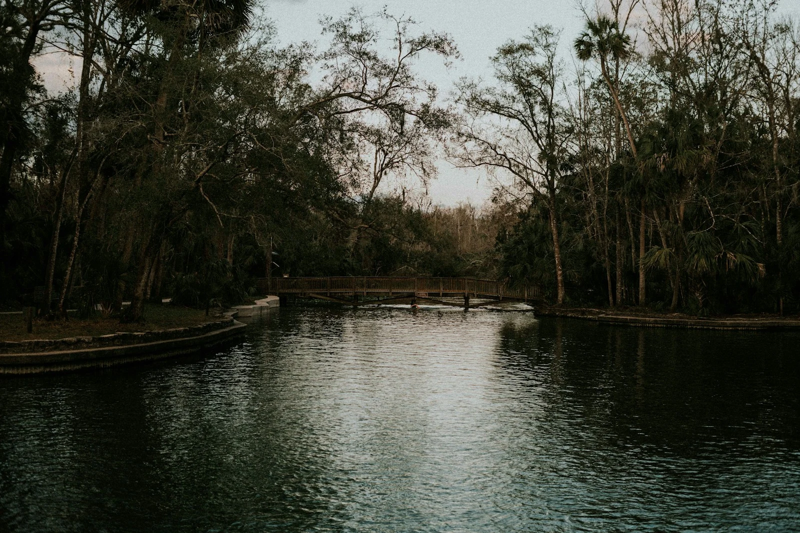 Green trees along a Florida waterway