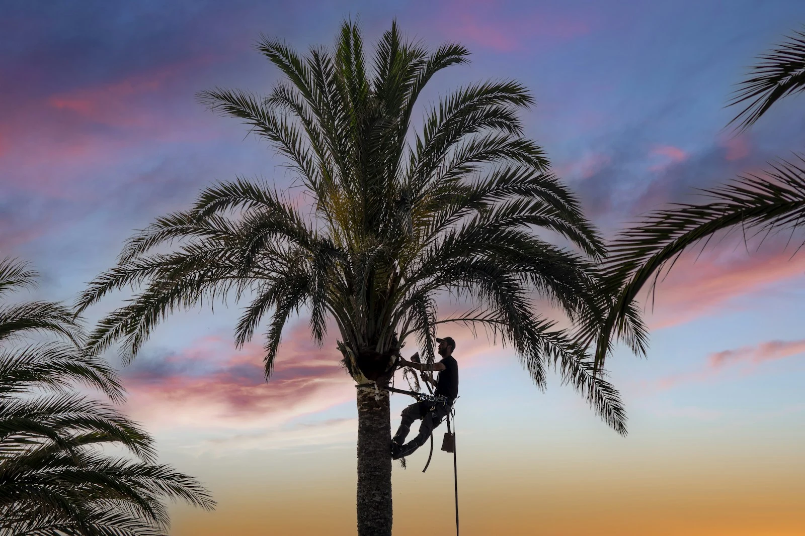 Professional climbing a palm tree for trimming service in Volusia County