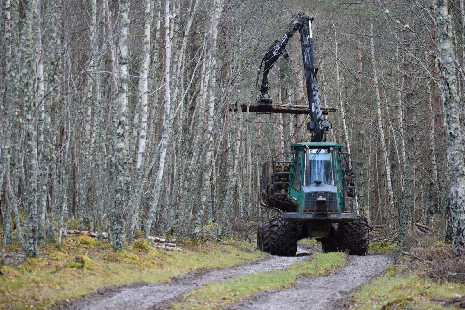 Forestry mulching equipment working in dense woodland, converting vegetation to nutrient-rich mulch