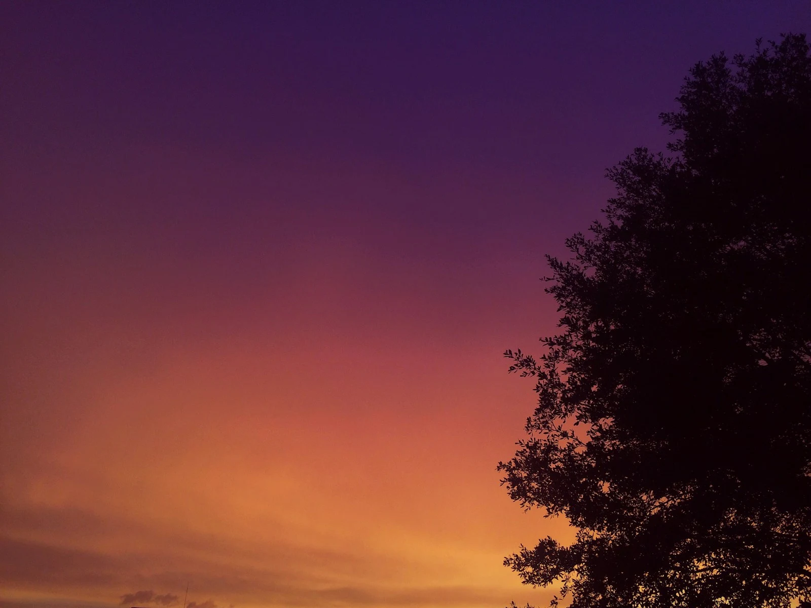 Lush green tree canopy at golden hour in Orange City, Florida