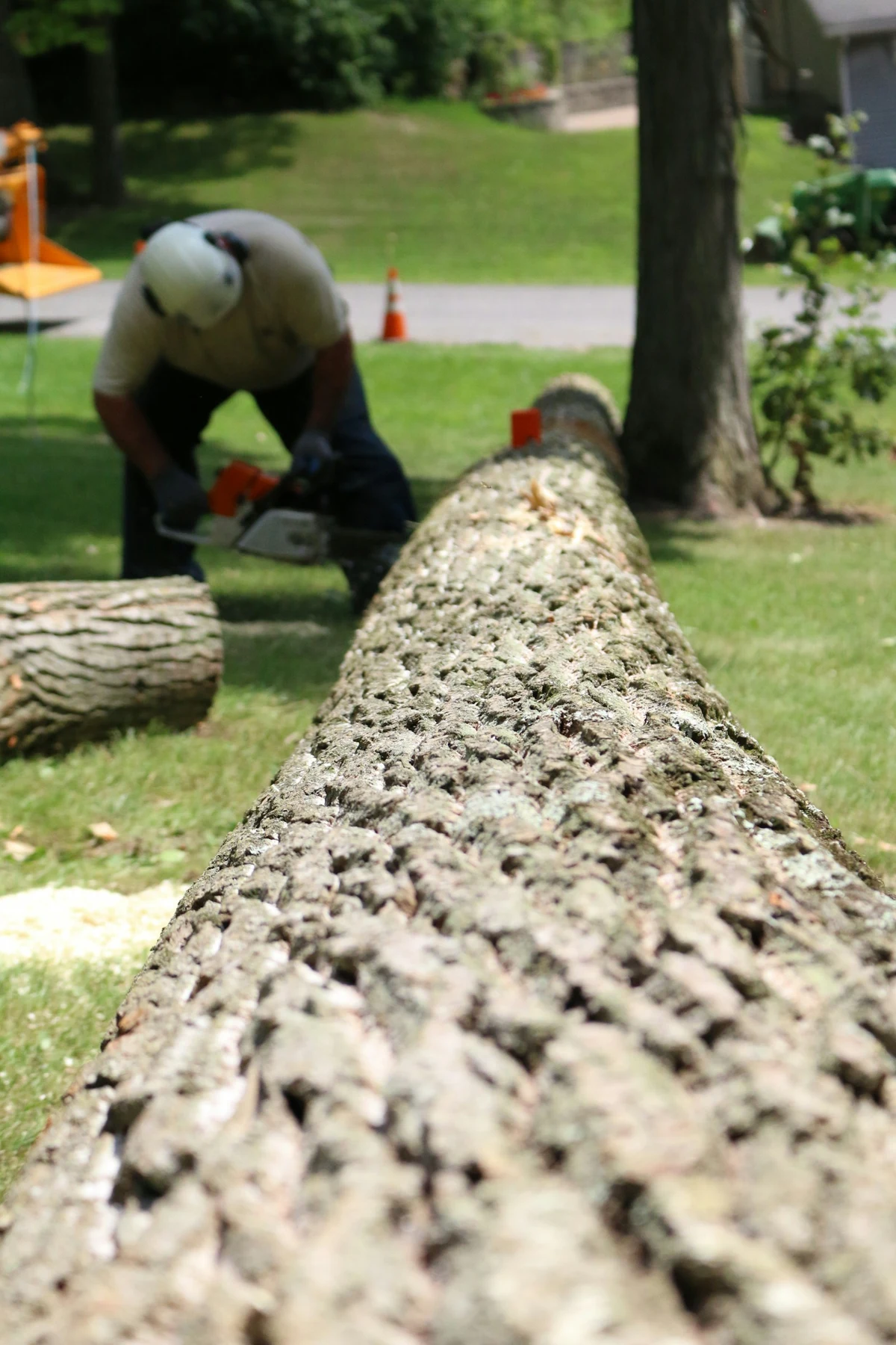 Arborist cutting a tree branch with a chainsaw in Orlando