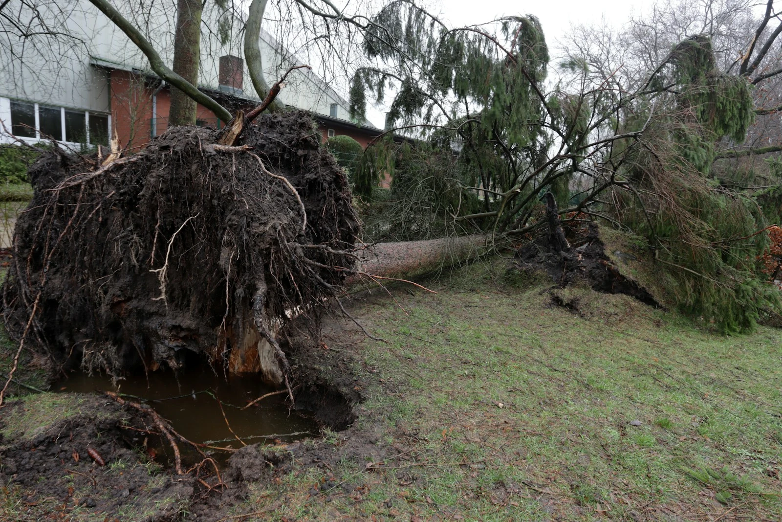 A large tree that has fallen over in a yard